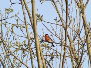 A bullfinch