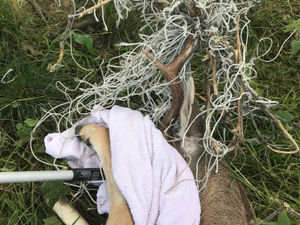 Supporting image for story: Deer trapped by barbed wire is rescued after struggle near Shrewsbury