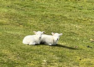 Cute lambs. By Elgan Hearn LDRS