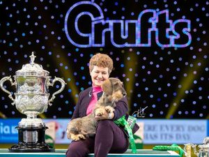 Supporting image for story: Crufts 2025: Ten of the Best in Show winners of the past decade including a poodle, a whippet and a Lagotto Romagnolo