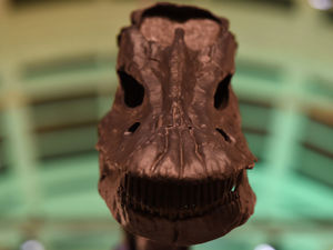 Supporting image for story: Final days to see Dippy on tour in Birmingham