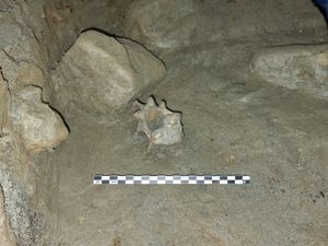 Supporting image for story: Cave discovery reveals oldest community of animals living in European Arctic