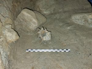 Supporting image for story: Cave discovery reveals oldest community of animals living in European Arctic