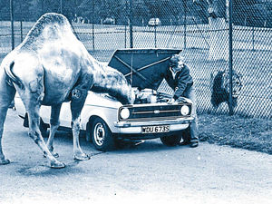 Supporting image for story: 40 years of history at West Midland Safari Park