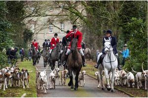 Supporting image for story: Poll: Are the regulations introduced by the Hunting Act tough enough?