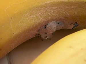 Patch – a close-up of the spiders' nest