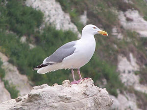 Supporting image for story: Peter Rhodes: Is your perfect holiday really The Truman Show?