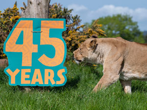 Supporting image for story: West Midland Safari Park celebrates its 45th anniversary