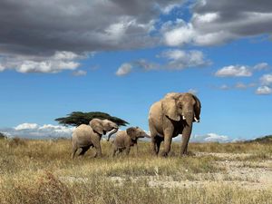 Supporting image for story: African elephants call each other by unique names, study shows