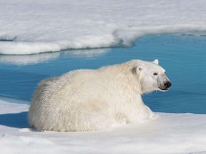 Supporting image for story: New rules could see end of close-up polar bear photos in cruise brochures