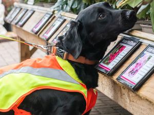 Supporting image for story: Sniffer dog trained to detect tree disease in ‘groundbreaking’ project