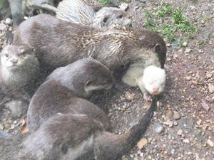 Supporting image for story: Newborn otters make an appearance at Dudley Zoo