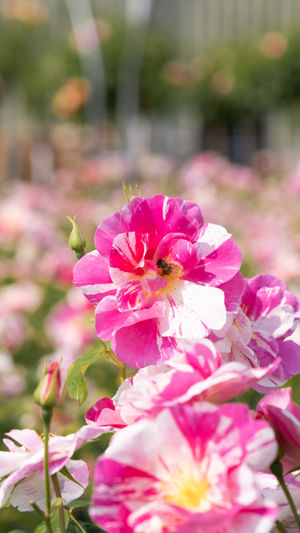 The King's Rose.