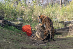 Female Sumatran tiger, Dourga, wastes no time capturing her Valentine’s Day enrichment.
