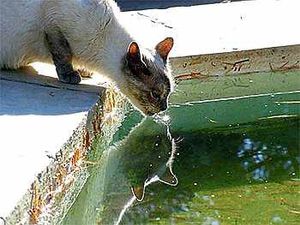 Anti-freeze may be in ponds