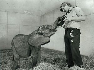 This 300lb toddler was getting a feed from keeper Tim Baxter after arriving from Bristol. The baby African elephant was bought by the Express & Star in July, 1979, and the Express & Star held a competition to choose a name.