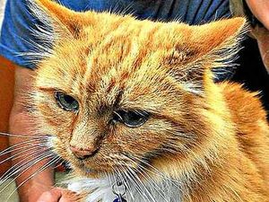 Supporting image for story: Missing cat found 35 miles from home