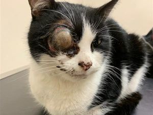 Supporting image for story: 'This is not an isolated incident!' Second cat shot with air weapon in Gobowen