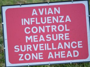 Supporting image for story: Public urged not to touch sick or dead birds