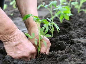 Supporting image for story: Shropshire physio's warning over gardening tasks