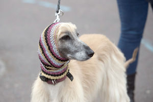 An Afghan hound wearing a snood arrives for the second day of Crufts 2018