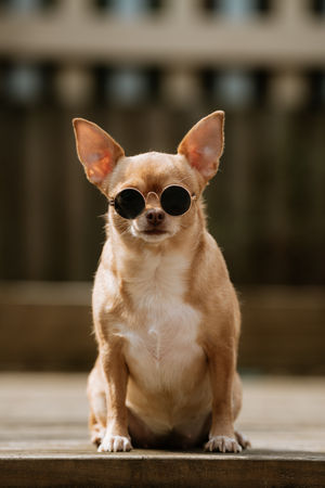 Princess Paris in shades