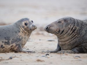 Supporting image for story: More than 2,000 grey seal pups born in Norfolk as police deter visitors