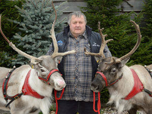 Supporting image for story: HS2: Reindeers to visit parliament with their home under threat