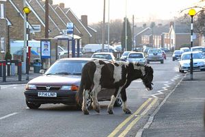 A horse wandering in Russell's Hall Road, Dudley