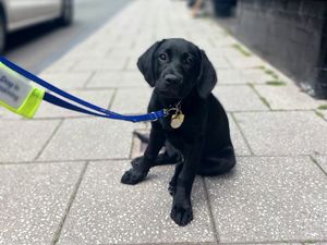 Supporting image for story: Guide Dogs’ puppies plan to make a pawsitively adorable visit to Attingham Park