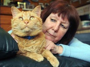 Supporting image for story: Help Bobby find a new home