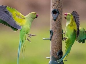 Supporting image for story: Parakeets are squawk of the town as birds take over Black Country parks