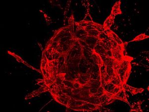 Supporting image for story: Stem cell discovery could lead to blood vessel repair