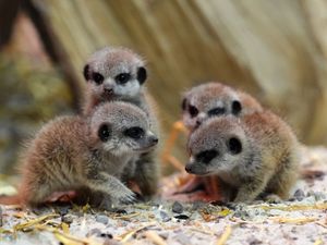 Supporting image for story: Meerkat pups welcomed at safari park