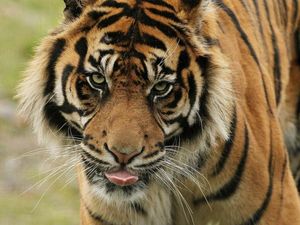 Supporting image for story: Earth’s sixth mass extinction ‘already here’ as scientists warn of dismal future