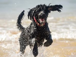 Supporting image for story: Your dog’s genes may have something to do with why he loves to hang out with you