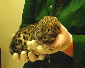 Milo the baby leopard has died weeks after his mother