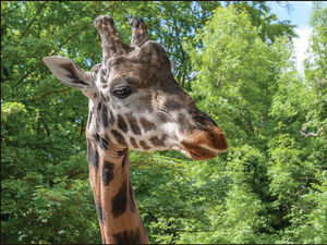 Supporting image for story: 'King of the zoo' with most adoptions announced at Dudley Zoo