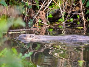 Supporting image for story: Beavers can play role in tackling flood, Environment Agency assessment shows