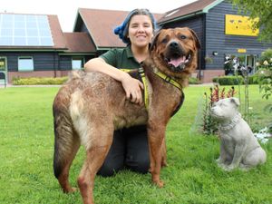 Supporting image for story: New life for Nanook after being cared for at Shrewsbury Dog's Trust