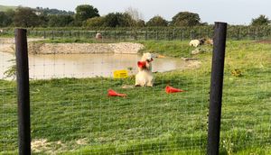 The polar bears playing with the traffic cones.