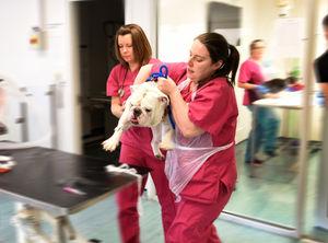 Veterinary nurses help a dog onto the table