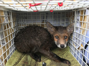 Supporting image for story: RSPCA rescue fox cub trapped 7ft down manhole 