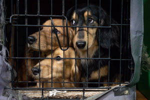 Long-haired Dachshund dogs at the Birmingham National Exhibition Centre (NEC) during the final day of the Crufts Dog Show. PA Photo. Issue date: Sunday March 8, 2020. See PA story ANIMALS Crufts. Photo credit should read: Jacob King/PA Wire.