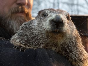 Supporting image for story: It’s Groundhog Day in a time of pandemic