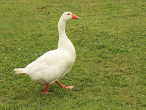 Supporting image for story: Letter: Cull of geese at town park is distressing and avoidable