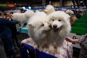 Samoyed dogs at the Birmingham National Exhibition Centre (NEC) for the third day of the Crufts Dog Show. PA Photo. Issue date: Saturday March 7, 2020. See PA story ANIMALS Crufts. Photo credit should read: Jacob King/PA Wire.