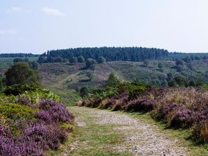 People are being encouraged to share their thoughts on exciting plans to enhance the visitor facilities at Cannock Chase Country Park