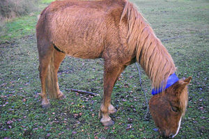 Chained up in a field – one of the abandoned horses discovered by RSPCA inspectors in Dudley