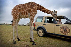 Head keeper Lisa Watkins checks in on one of the younger Giraffe ahead of the park re opening to cars on Monday